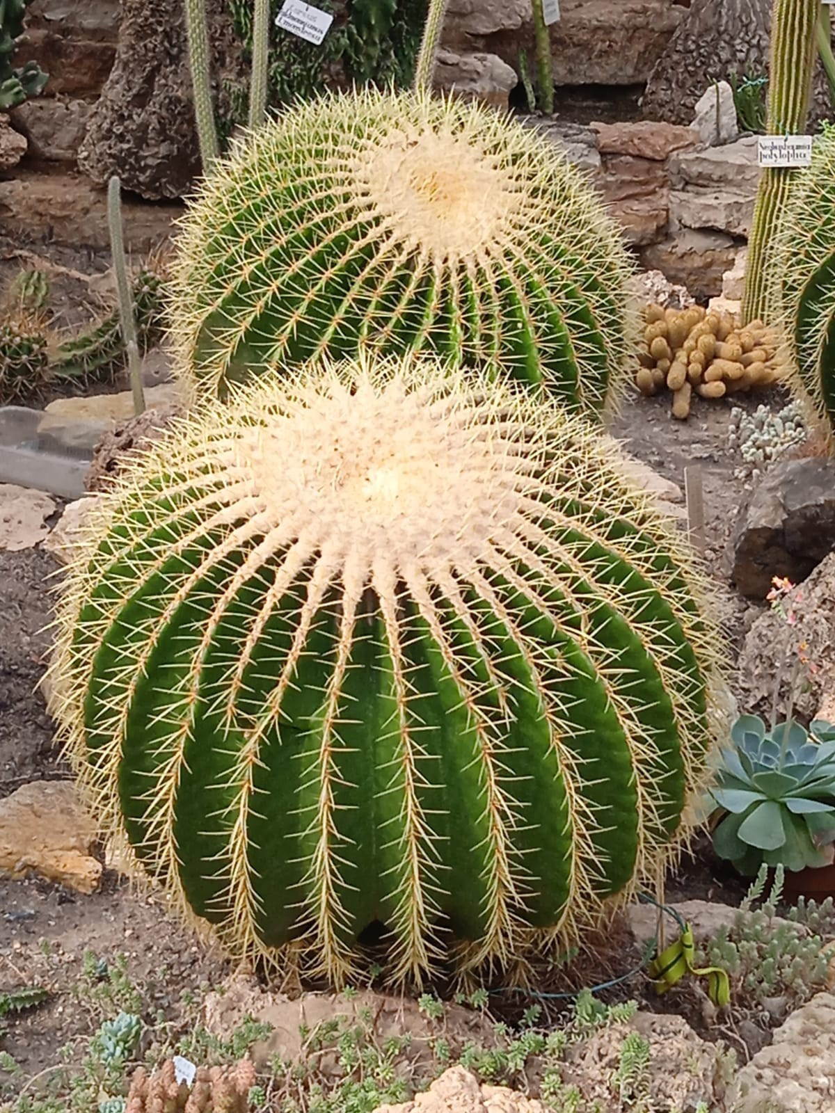 Ботанический сад радует экзотикой