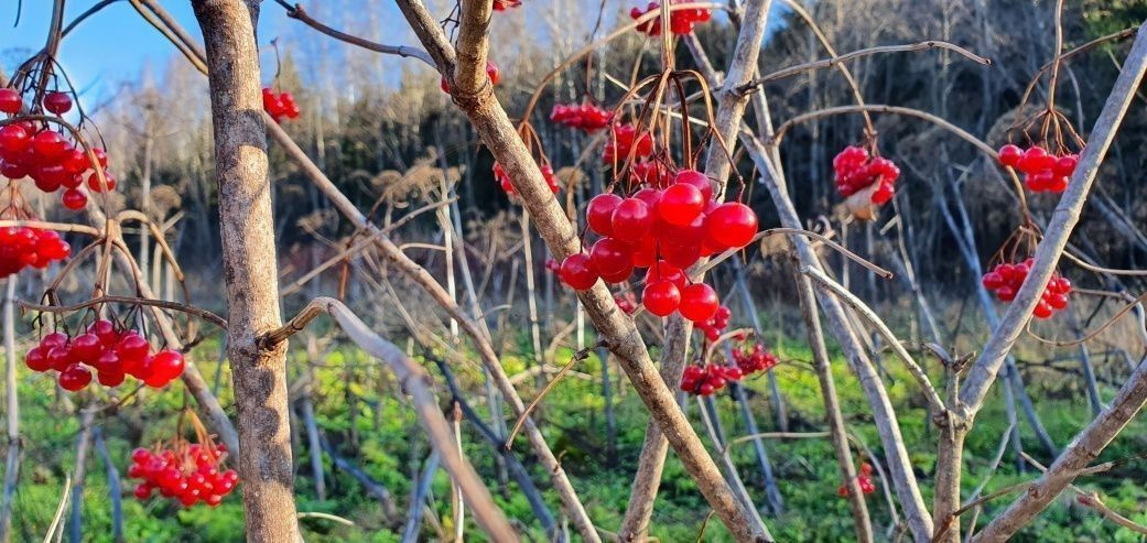 ПОДМОСКОВЬЕ ПЕШИЙ ПОХОД В ЭТНОПАРК «КОЧЕВНИК» Рябина
