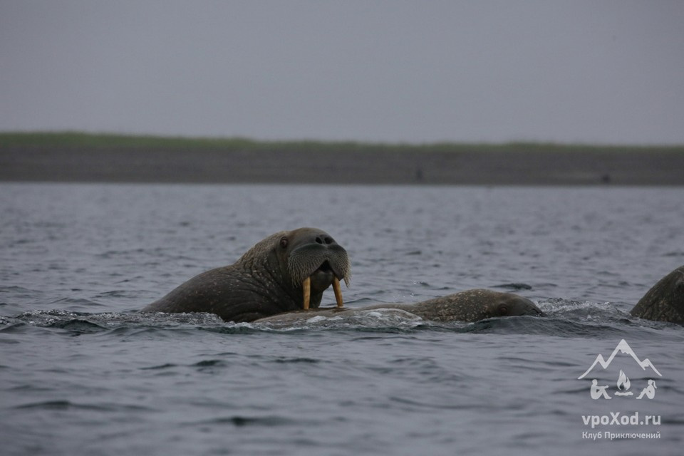 Морж