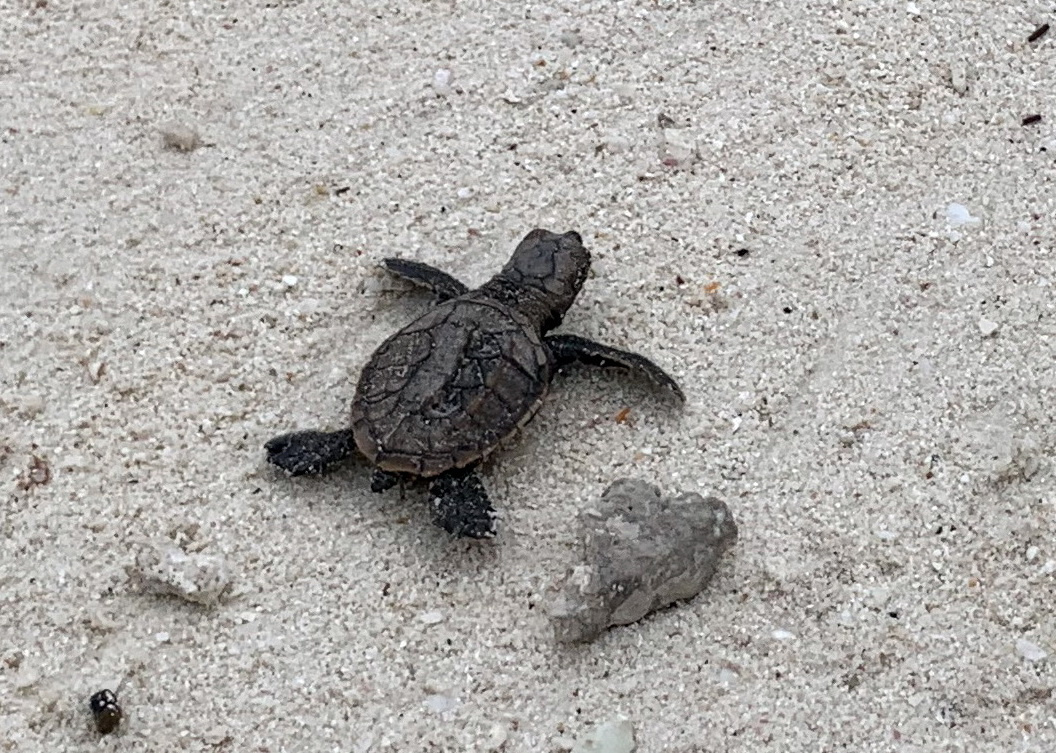 Новорожденная черепашка ползет к морю
