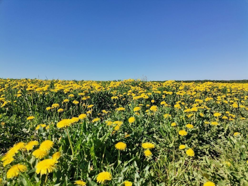 Одуванчик лекарственный