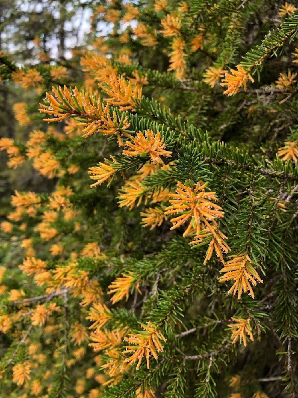 КАРЕЛИЯ КРЫША КАРЕЛИИ (НАЦИОНАЛЬНЫЙ ПАРК ПААНАЯРВИ) Ель