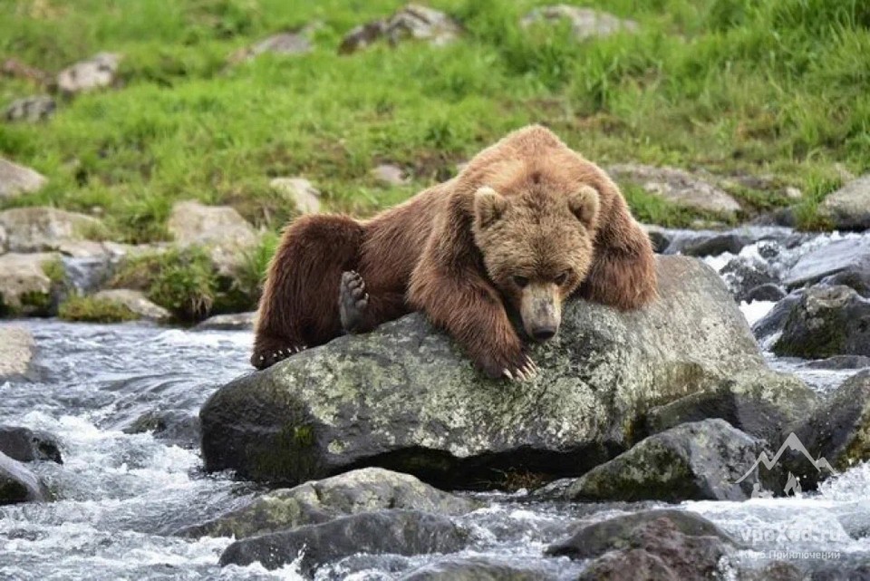 Бурый медведь - среда обитания в Росиии | Природная зона Камчатка