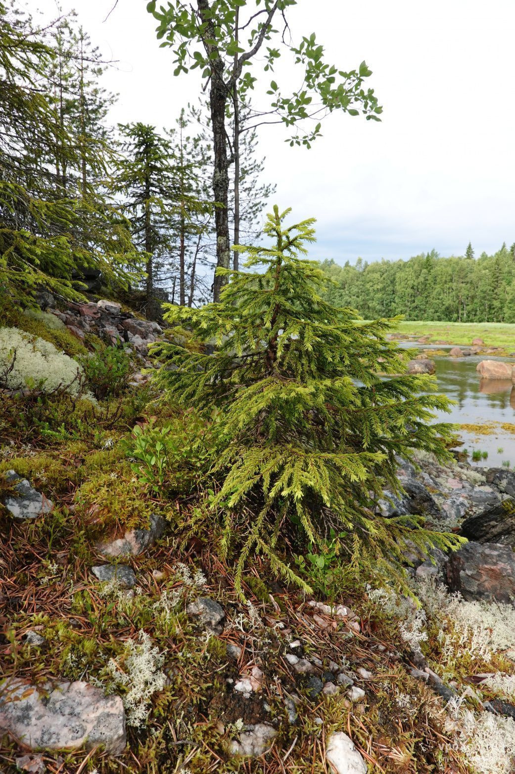 КАРЕЛИЯ НА БАЙДАРКАХ КЕРЕТЬ И БЕЛОЕ МОРЕ Ель