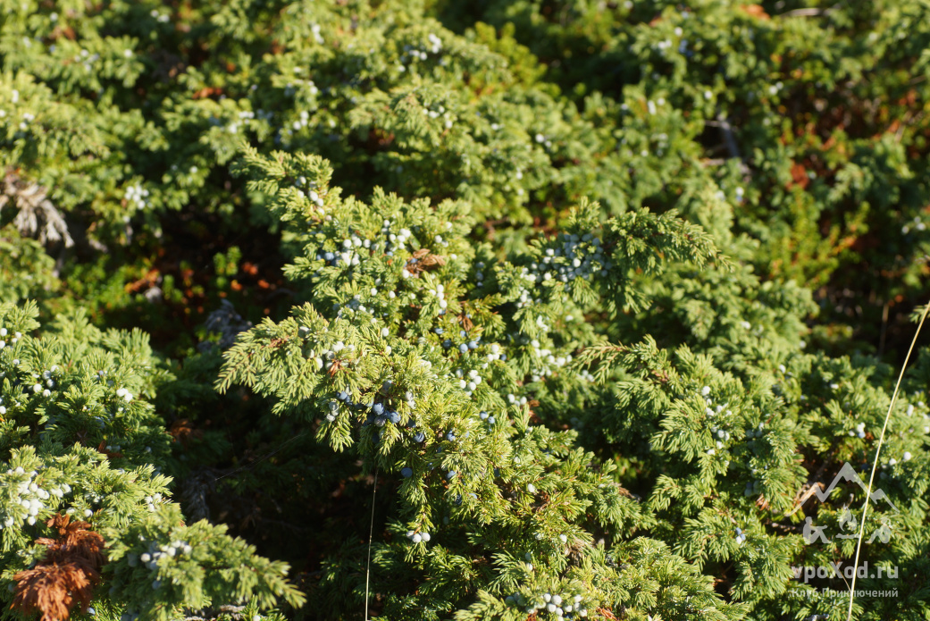 РУССКИЙ СЕВЕР ПО СОЛОВКАМ БЕЗ РЮКЗАКОВ Можжевельник обыкновенный