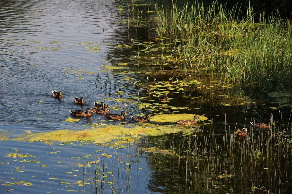 В парке обитает около полусотни видов водоплавающих птиц