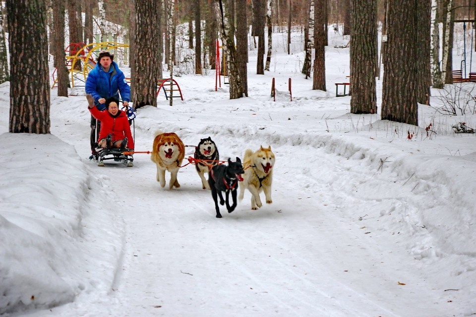 Зима — возможность покататься на собачьих упряжках
