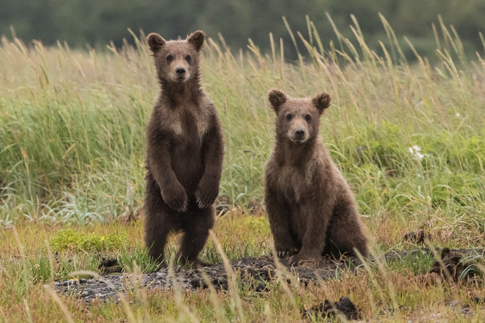 Список заповедной фауны возглавляет бурый медведь