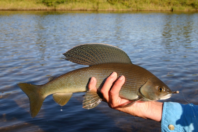 Рыба в алтайских реках | Информация о рыболовстве на Алтае