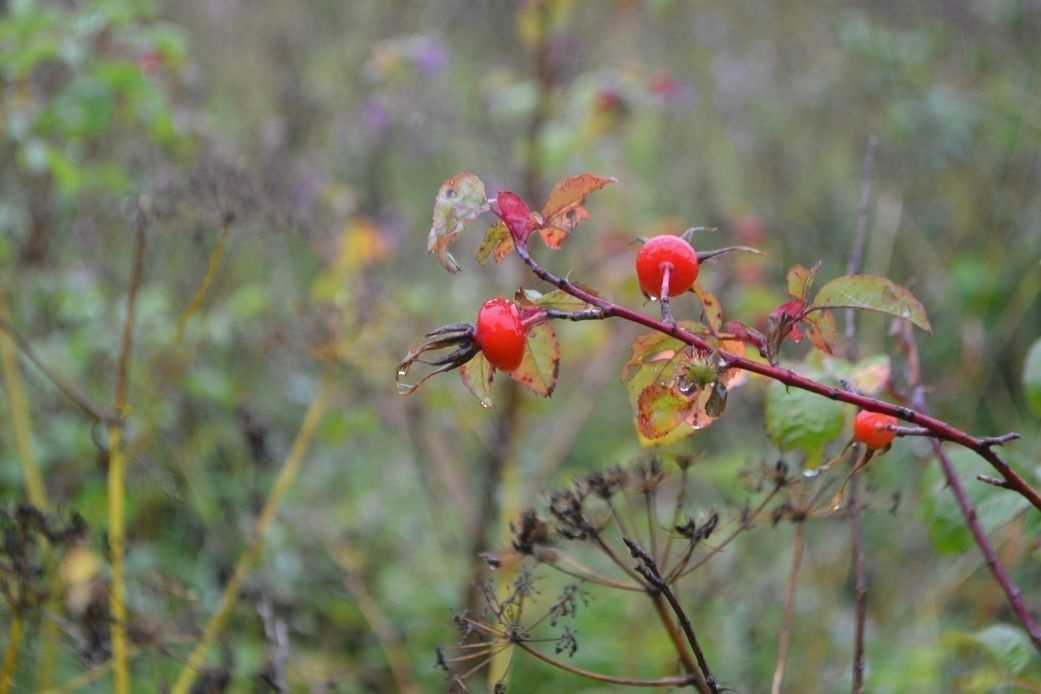 Шиповник