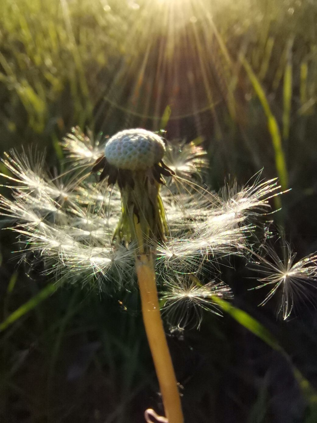 Одуванчик лекарственный