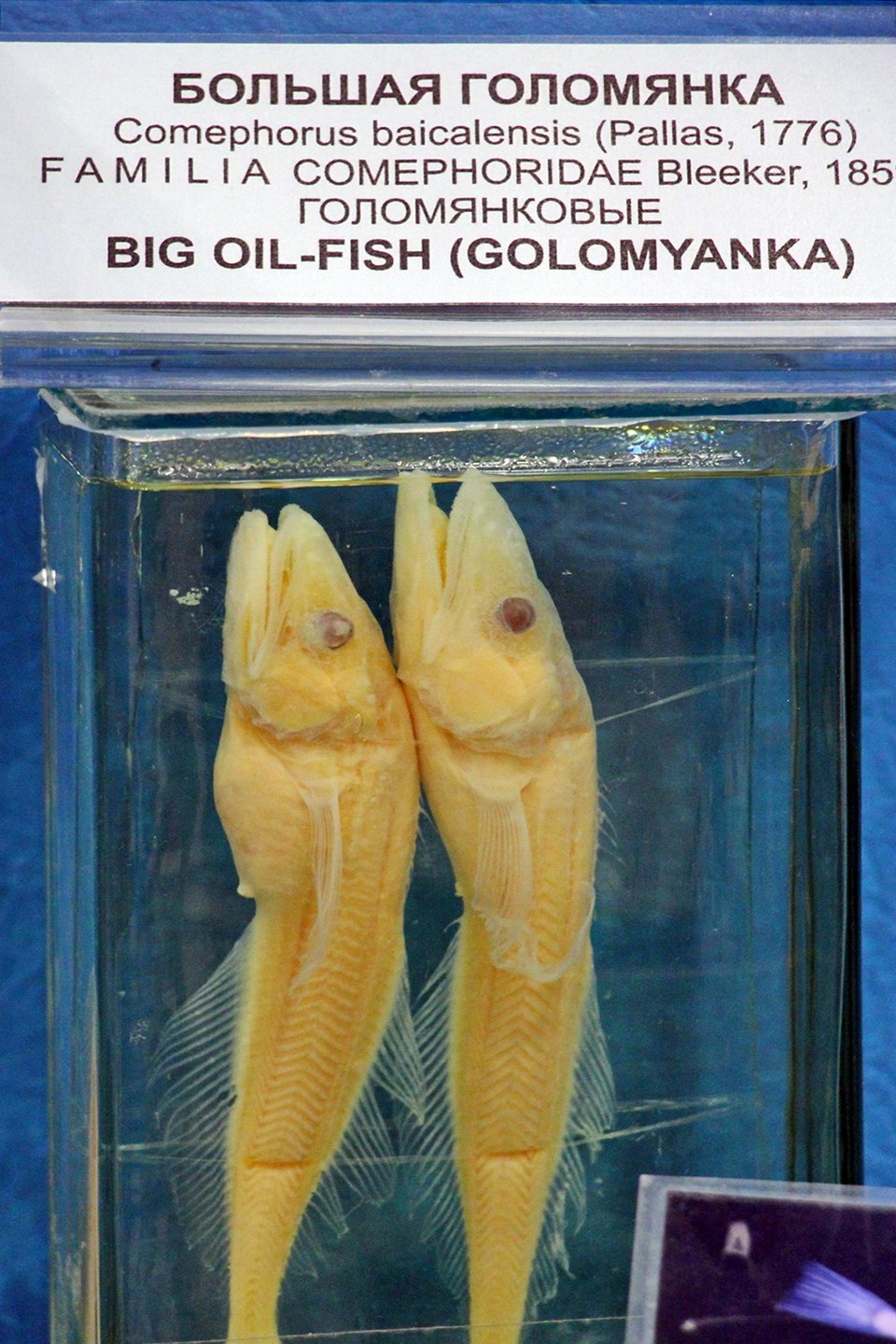 В поселке действует первая на Байкале гидробиологическая станция