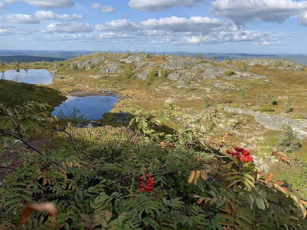 КАРЕЛИЯ КРЫША КАРЕЛИИ (НАЦИОНАЛЬНЫЙ ПАРК ПААНАЯРВИ) Рябина обыкновенная