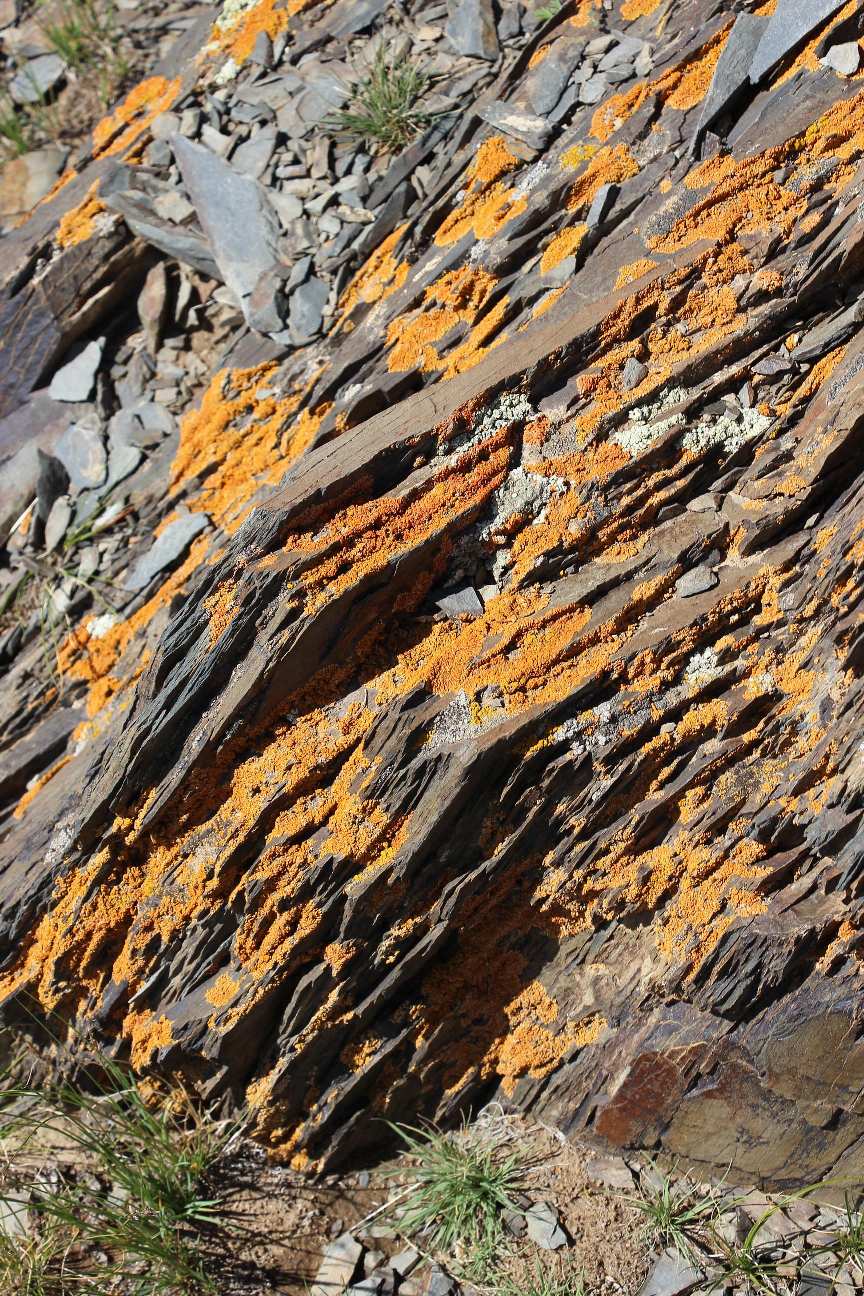 Скалы покрывают лишайники ядовито-рыжего цвета