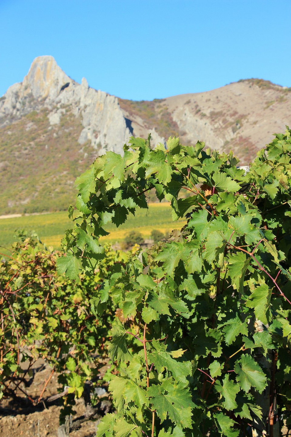 Осенью в Крыму созревает виноград сортов «Молдова», «Изабелла», «Лидия»