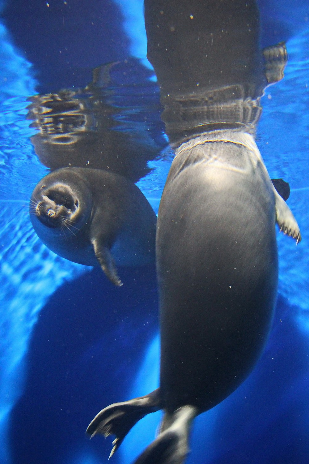 Байкальская нерпа