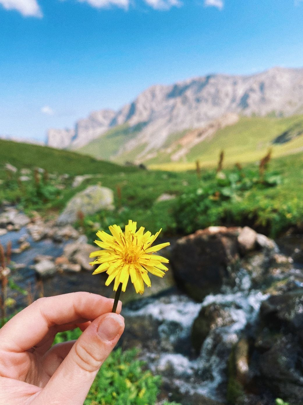 Одуванчик лекарственный