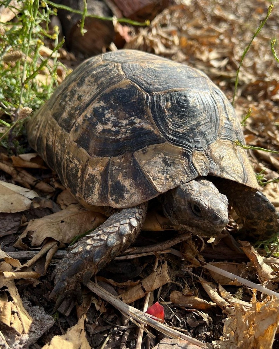 Сухопутная черепаха - виды и среда обитания | Размеры и рацион сухопытных  черепах