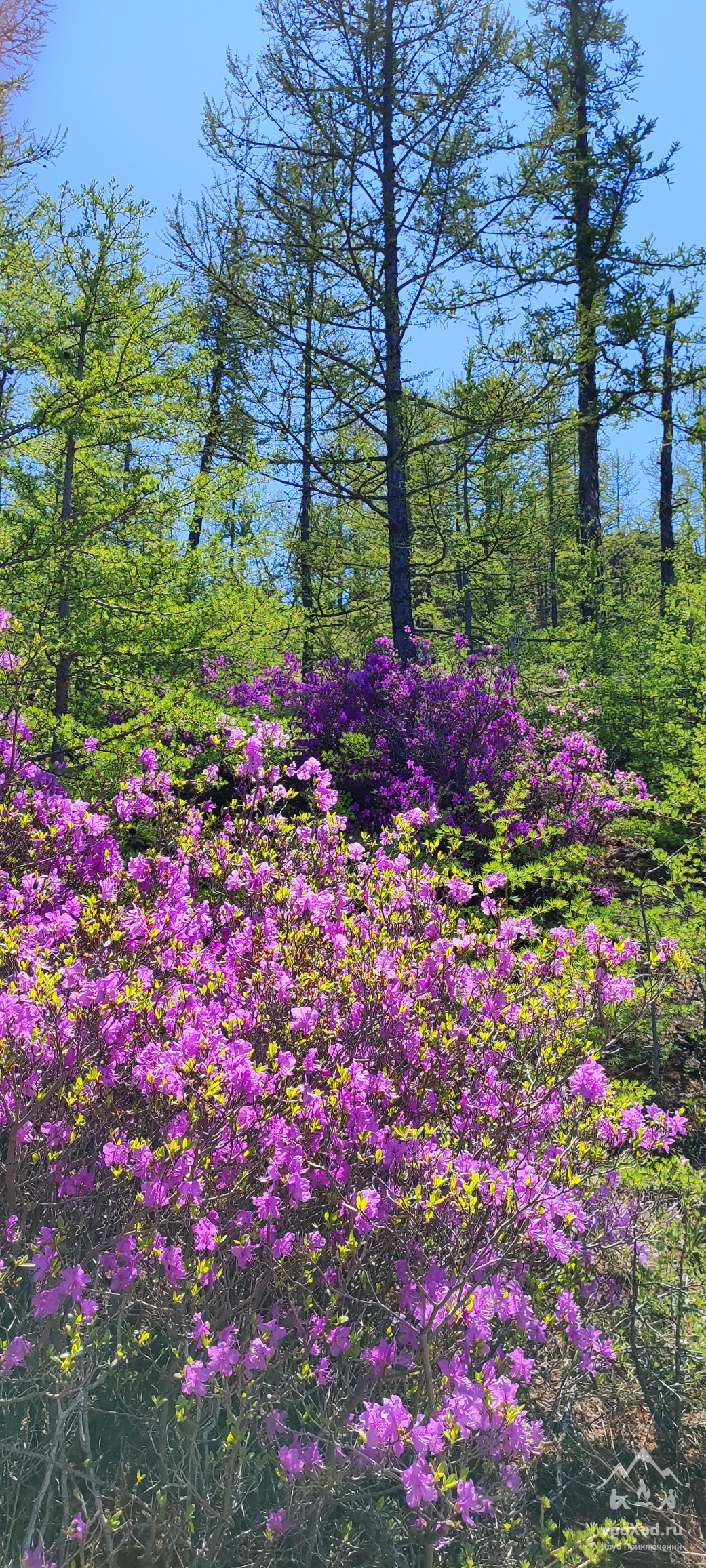 Флора острова отличается разнообразием