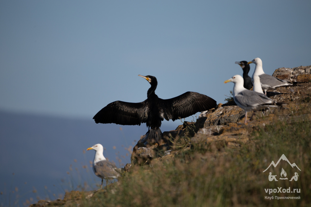 Крики птиц создают романтическую атмосферу