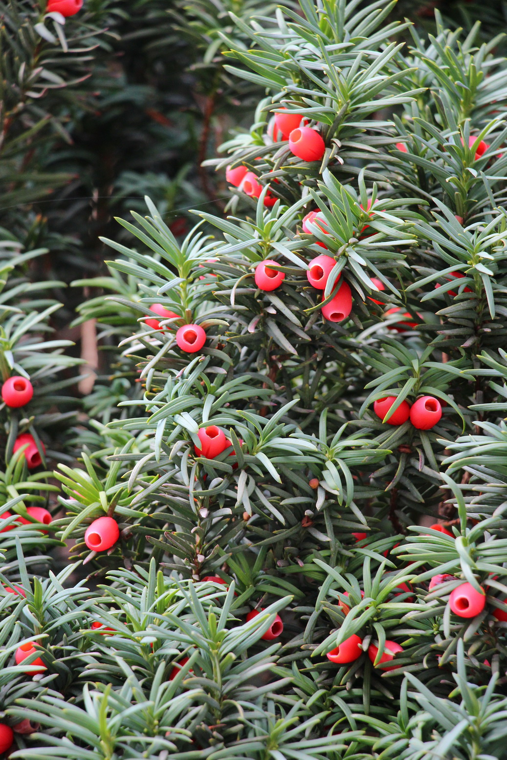 Окрестности водопада отличаются разнообразной флорой