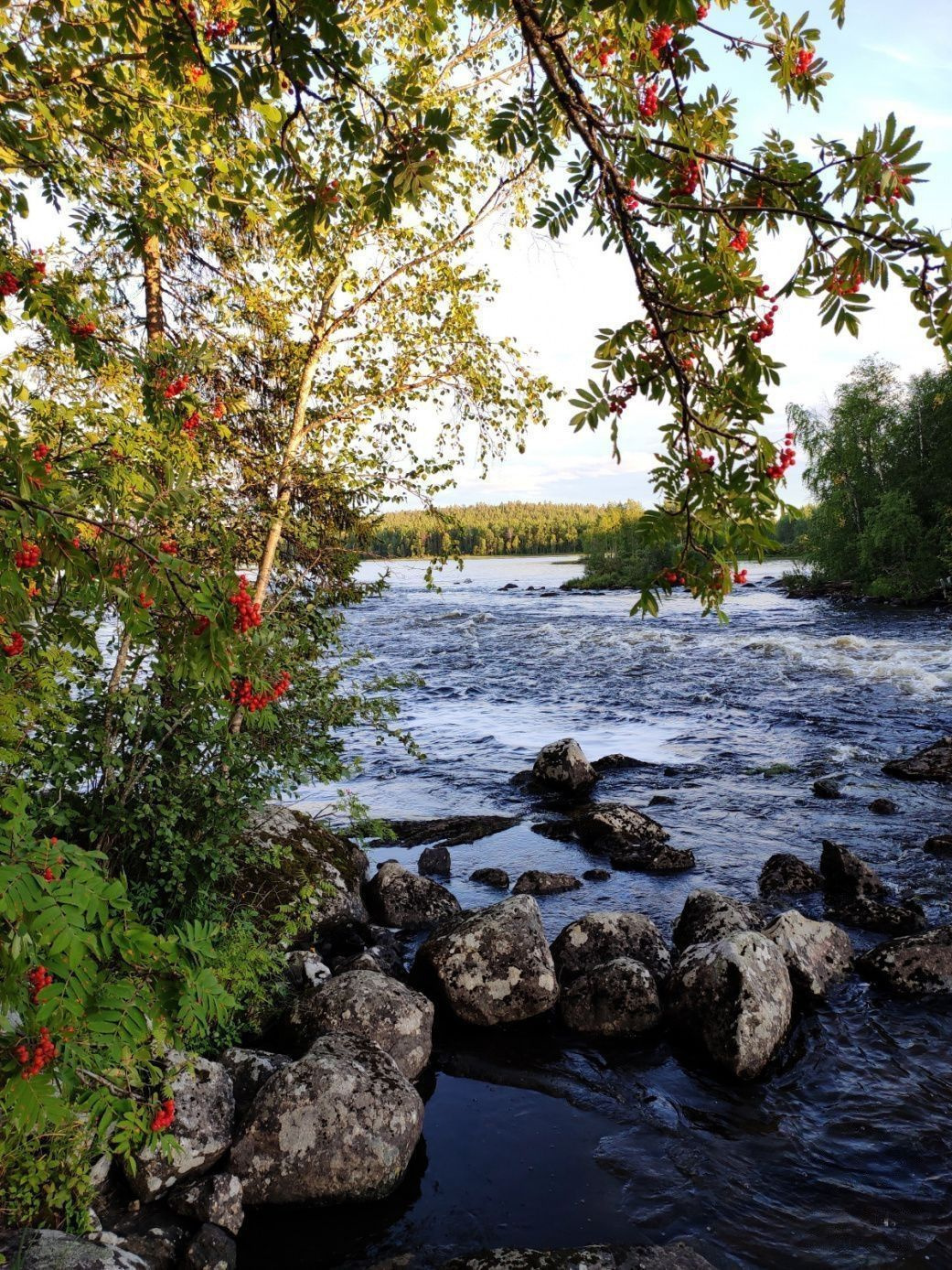 КАРЕЛИЯ СПЛАВ ПО РЕКЕ ПИСТА (ПИСТАЙОКИ) НА БАЙДАРКАХ Рябина обыкновенная