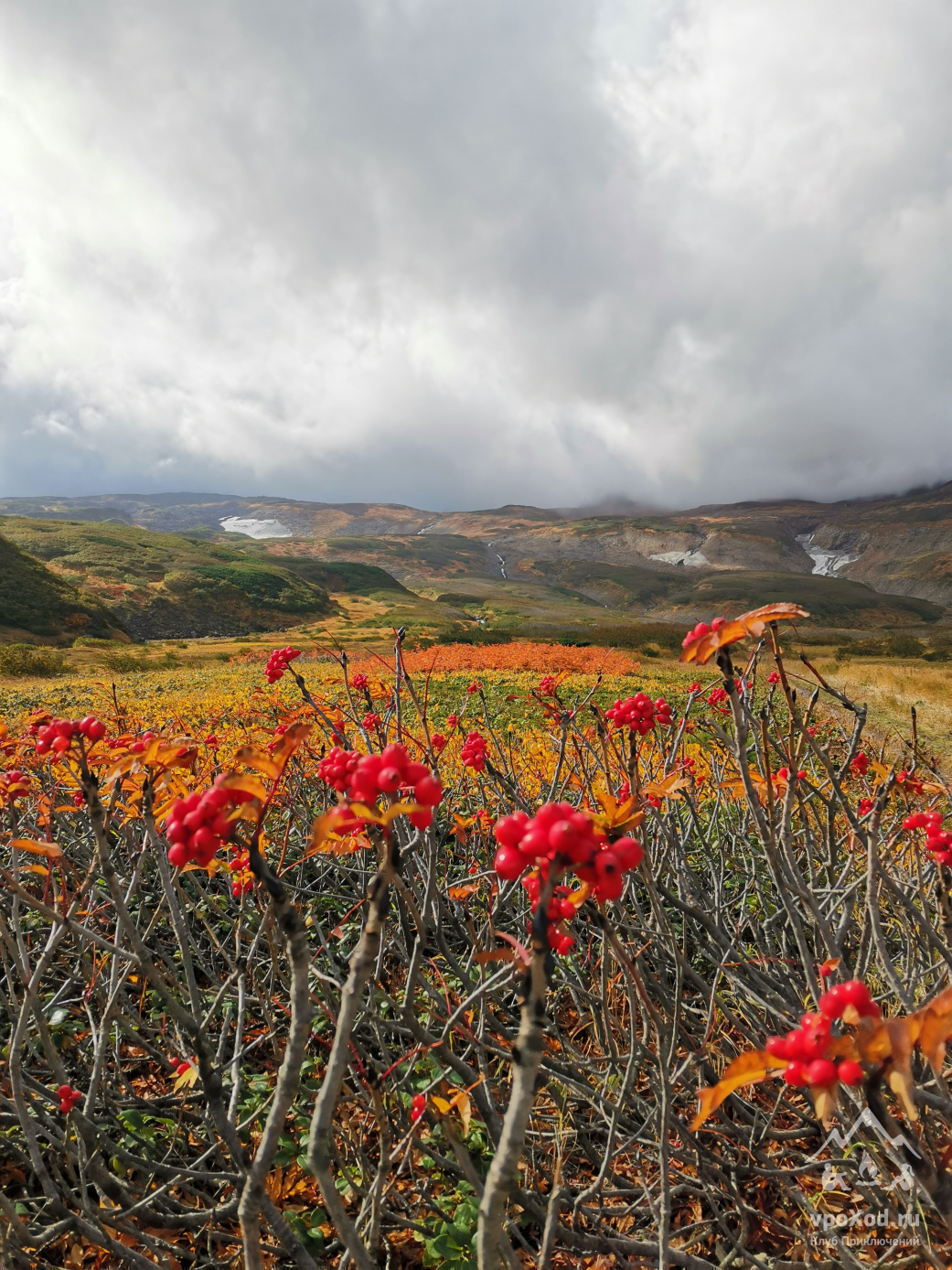 КАМЧАТКА СЕВЕРНЫЕ КУРИЛЫ ПУТЕШЕСТВИЕ НА ОСТРОВ ПАРАМУШИР Рябина