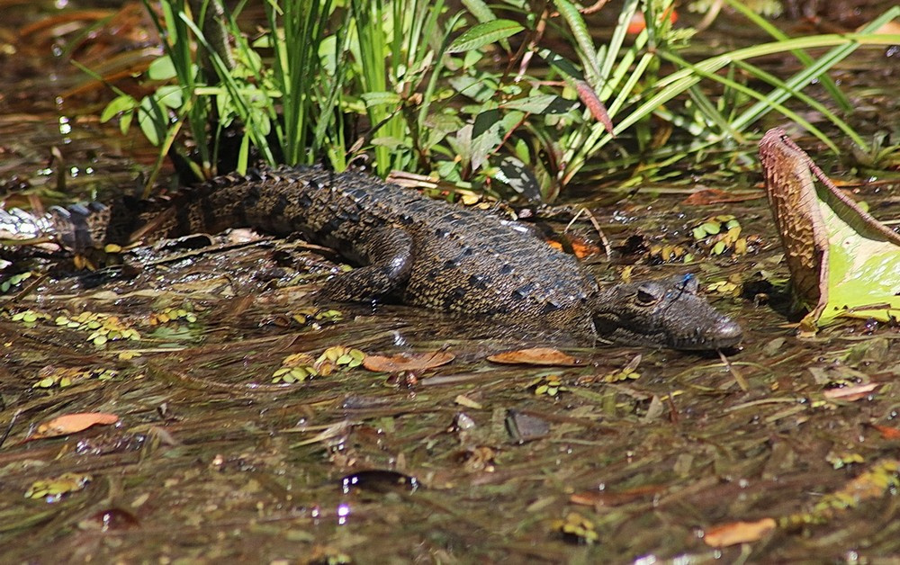 Крокодиляриум