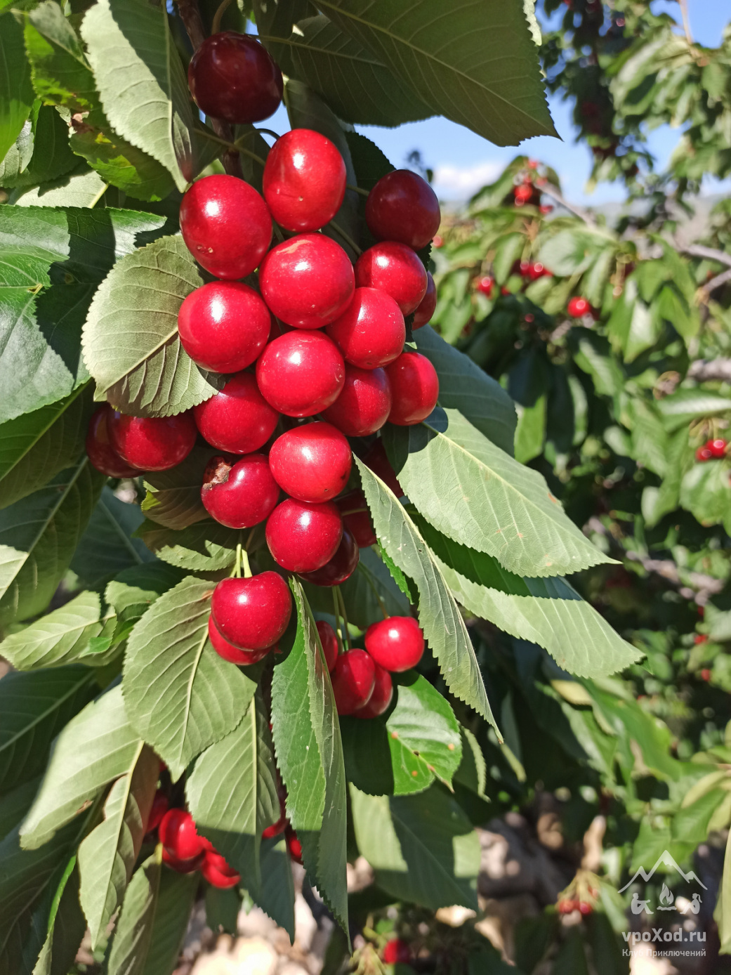 Вишня виды и сорта