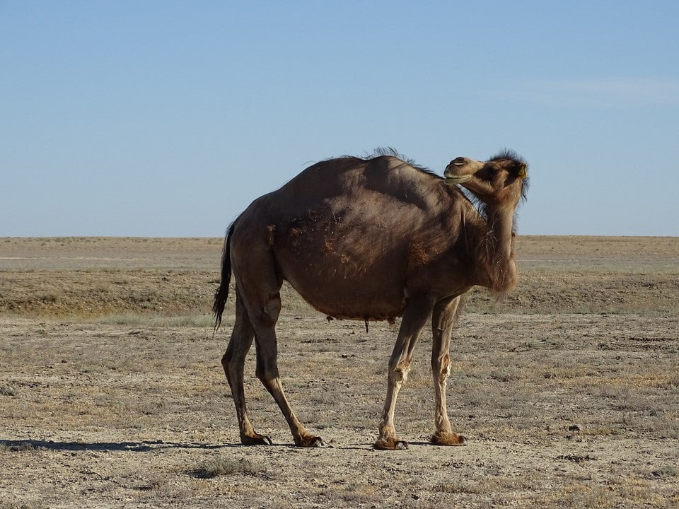 Верблюд – визитная карточка Мангышлака
