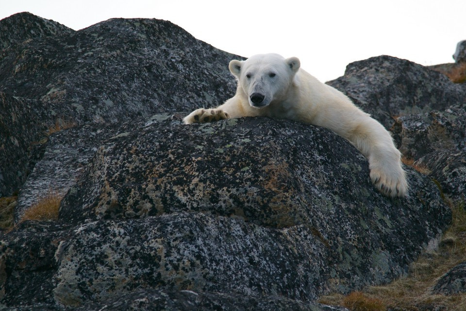 Остров Врангеля — территория белых медведей