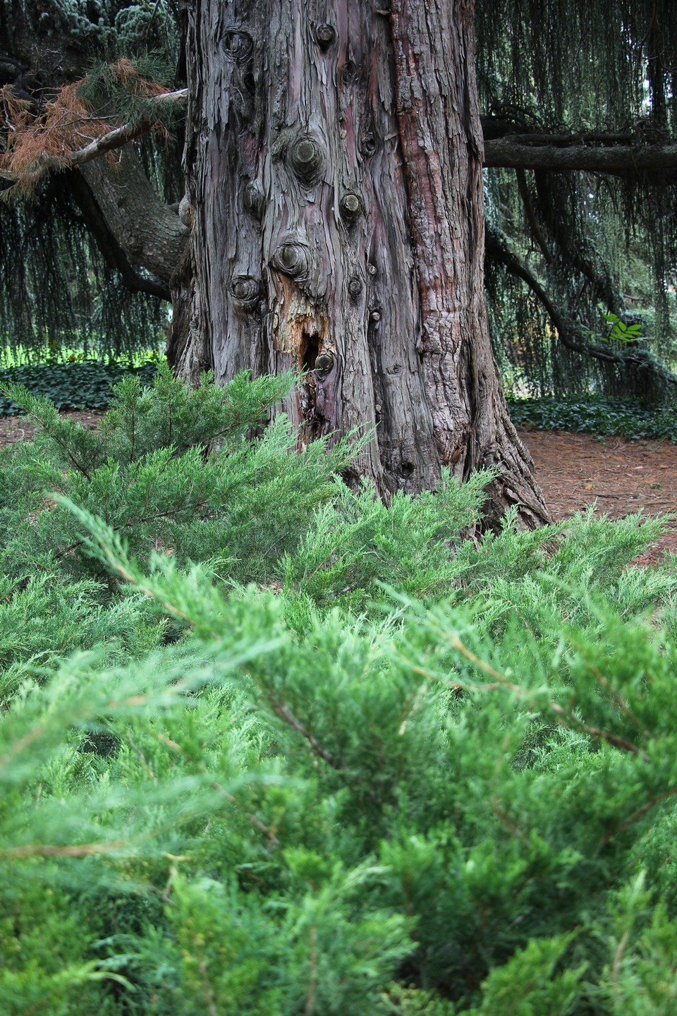 Реликтовая можжевеловая роща