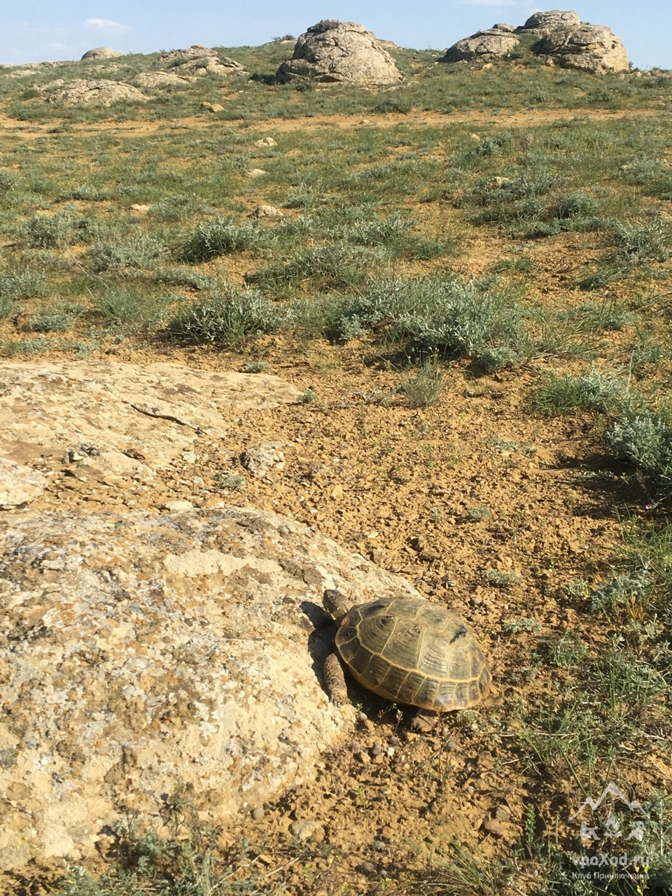 Черепаха — типичный житель степи