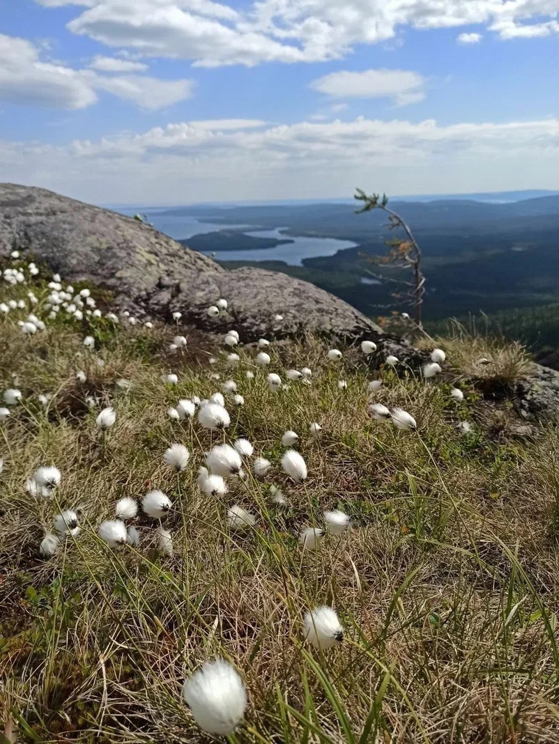 Пушица