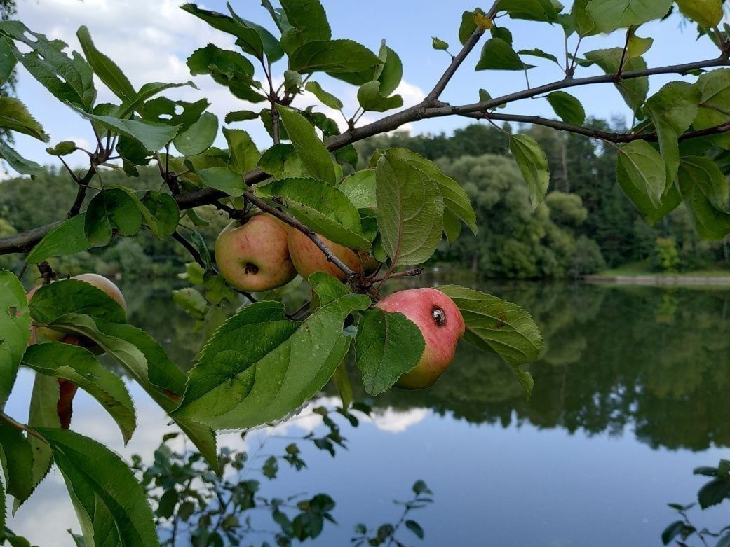 Яблоня