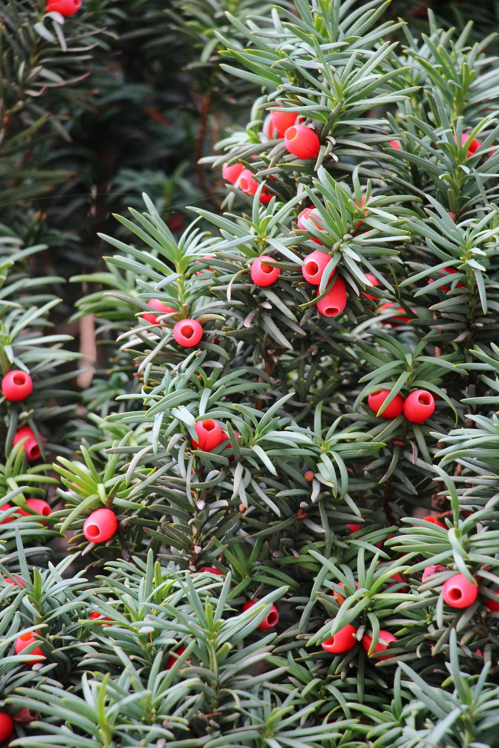 Парк удивляет диковинными растениями