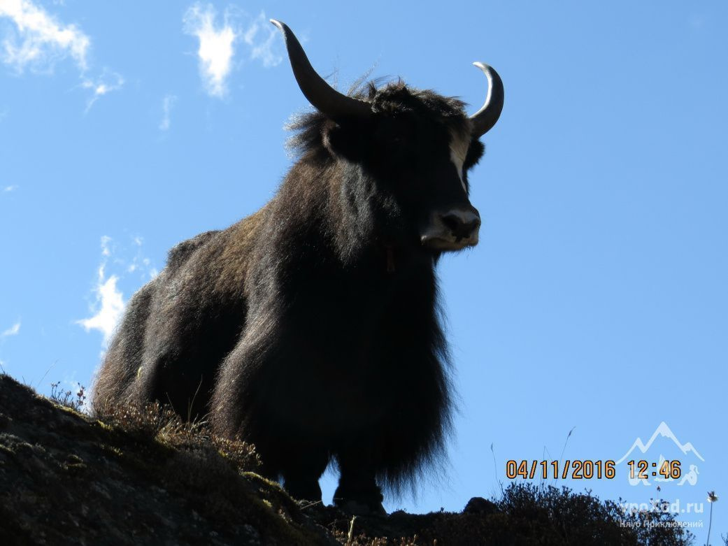 На склонах горы встречаются яки