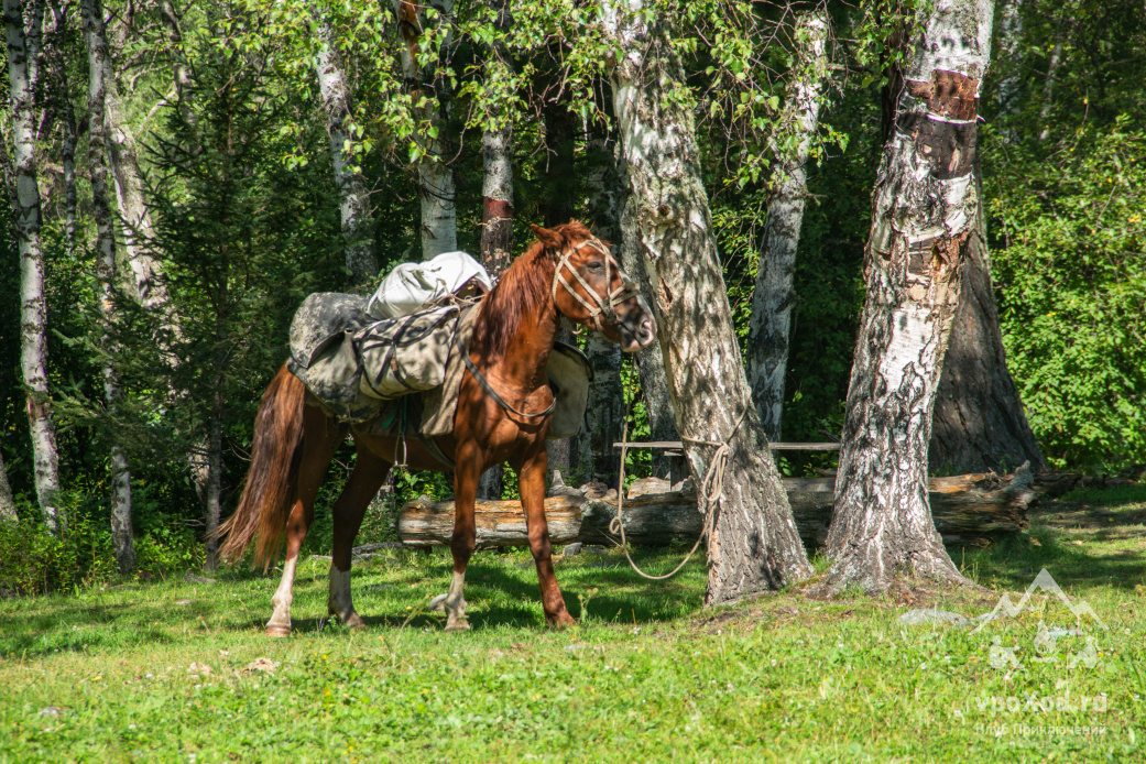 В Тюнгуре доступны конные туры