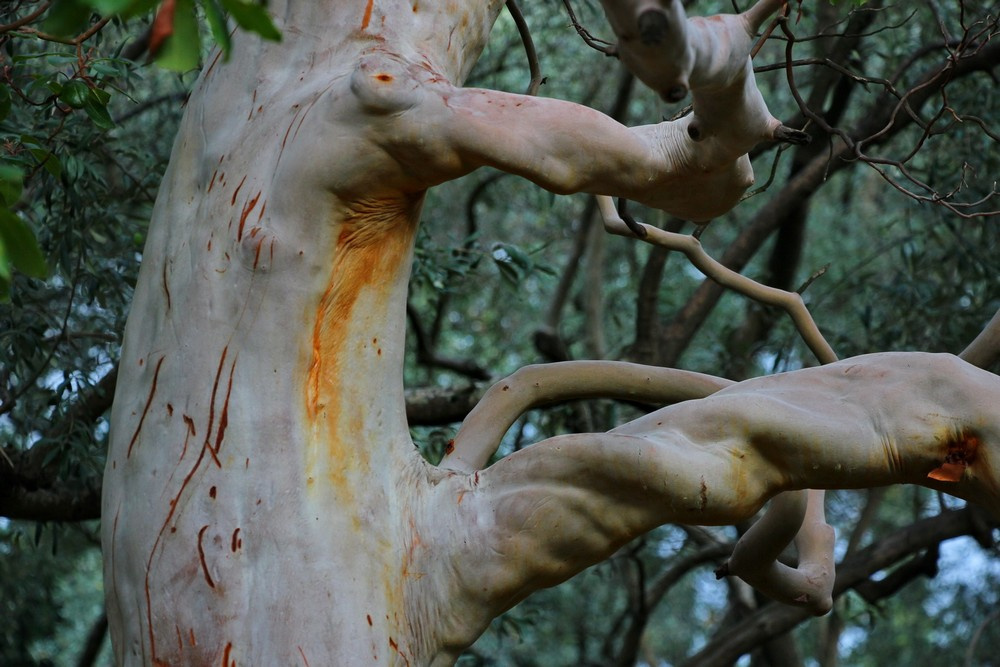 В парке можно встретить экзотические деревья