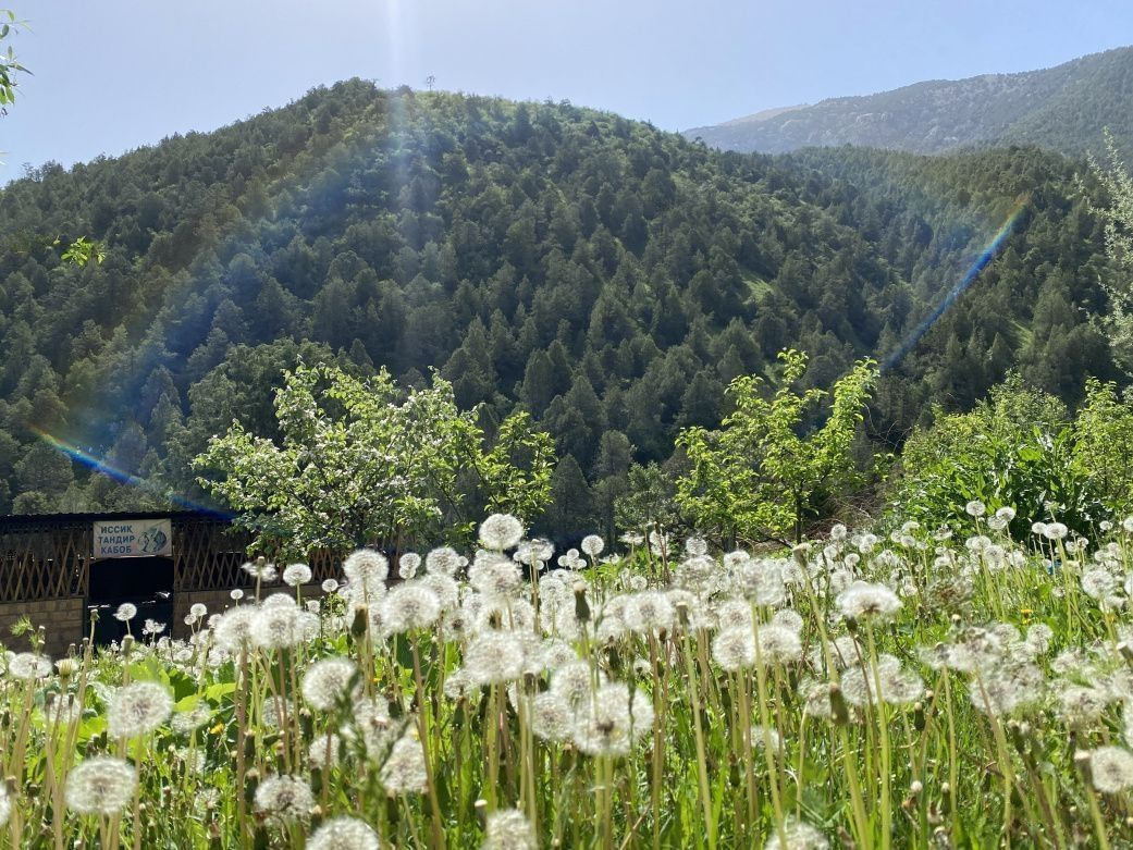 Одуванчик лекарственный