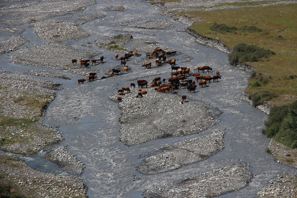 В летнюю жару коровы предпочитают пастись в реке