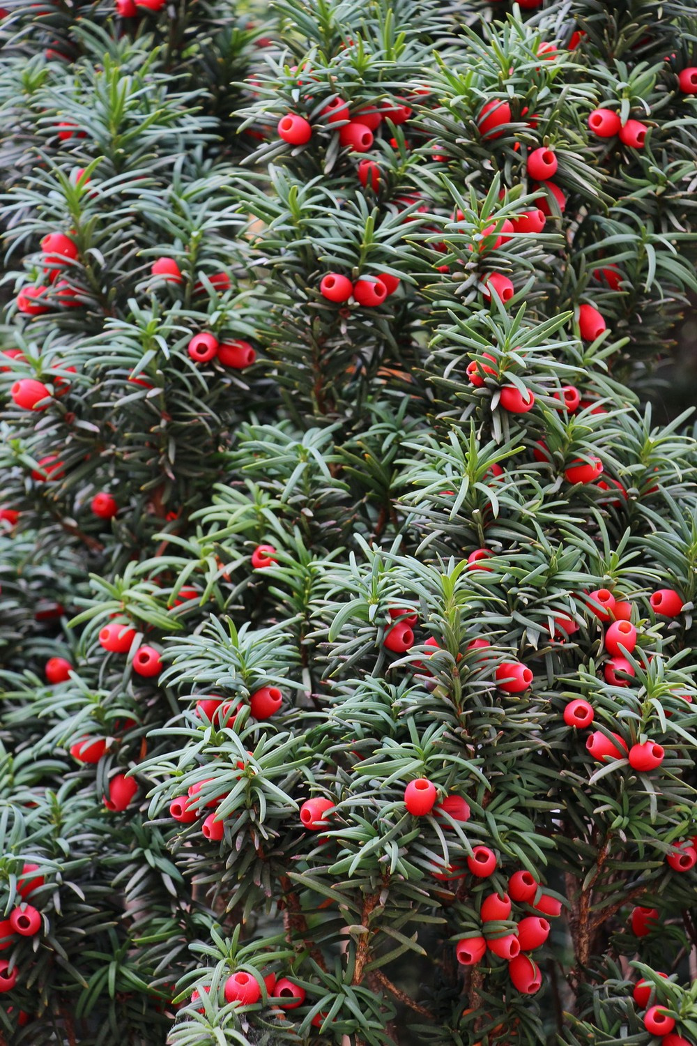 Украшением Алимовой балки является тис ягодный