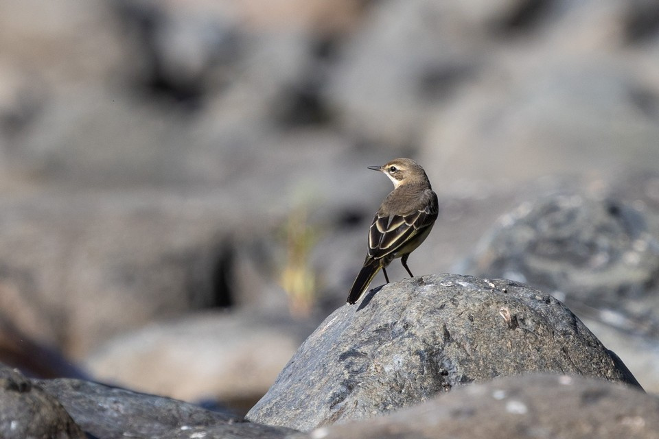 Трясогузка - описание птицы | Среда обитания и где можно встретить в походе