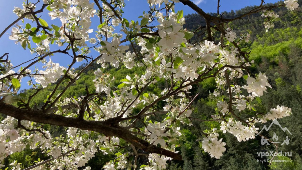 Вишня польза и вред