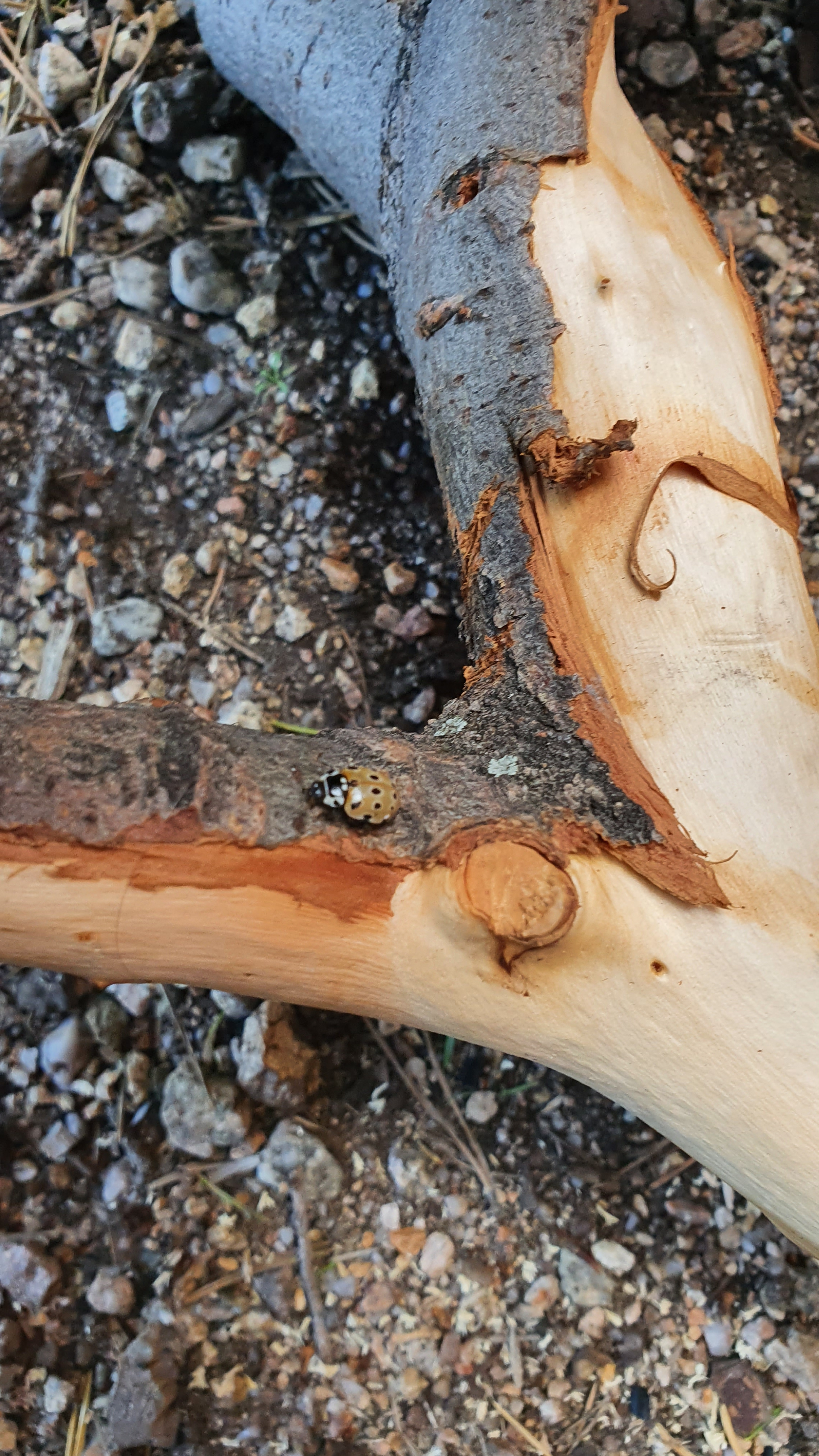 Божья коровка глазчатая