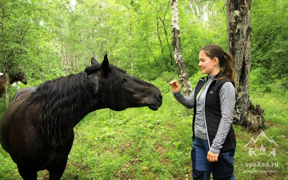 Желающим предлагают верховые прогулки
