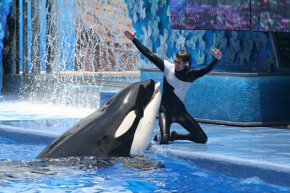 Актерами могут быть не только люди, но и морские животные