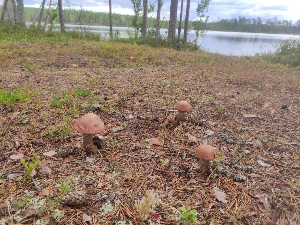 Подосиновик