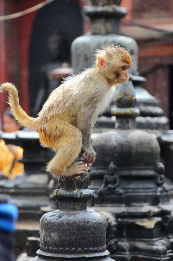 Обезьяний храм в Катманду