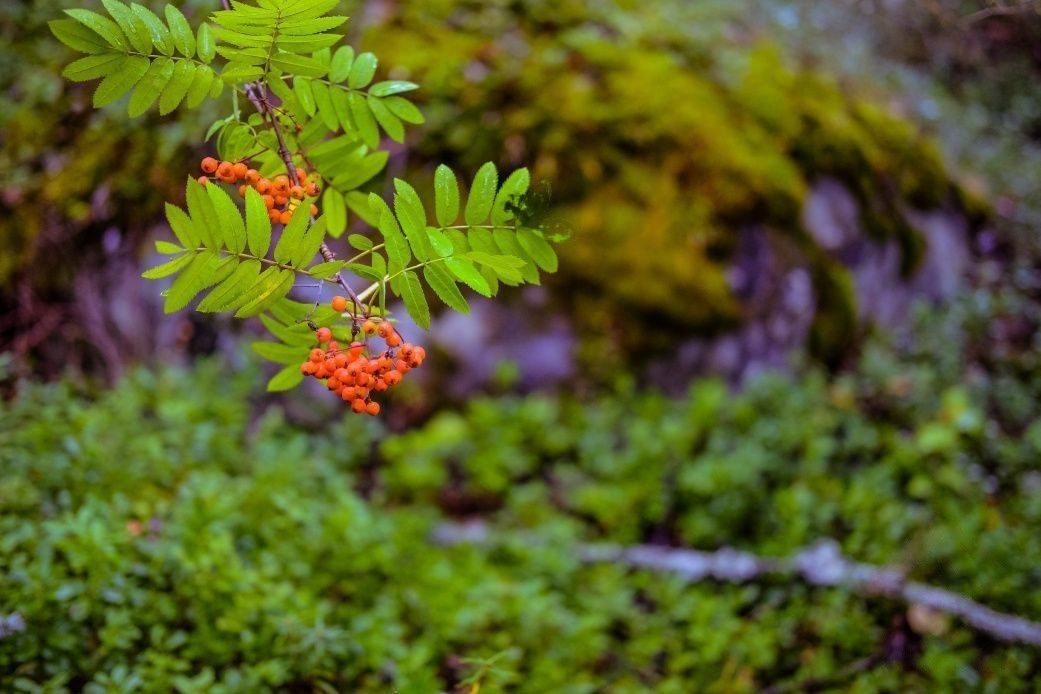 ПОДМОСКОВЬЕ ПЕШИЙ ПОХОД В ЭТНОПАРК «КОЧЕВНИК» Рябина